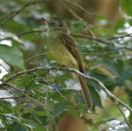 Leptopogon amaurocephalus Cabanis 1846 resmi