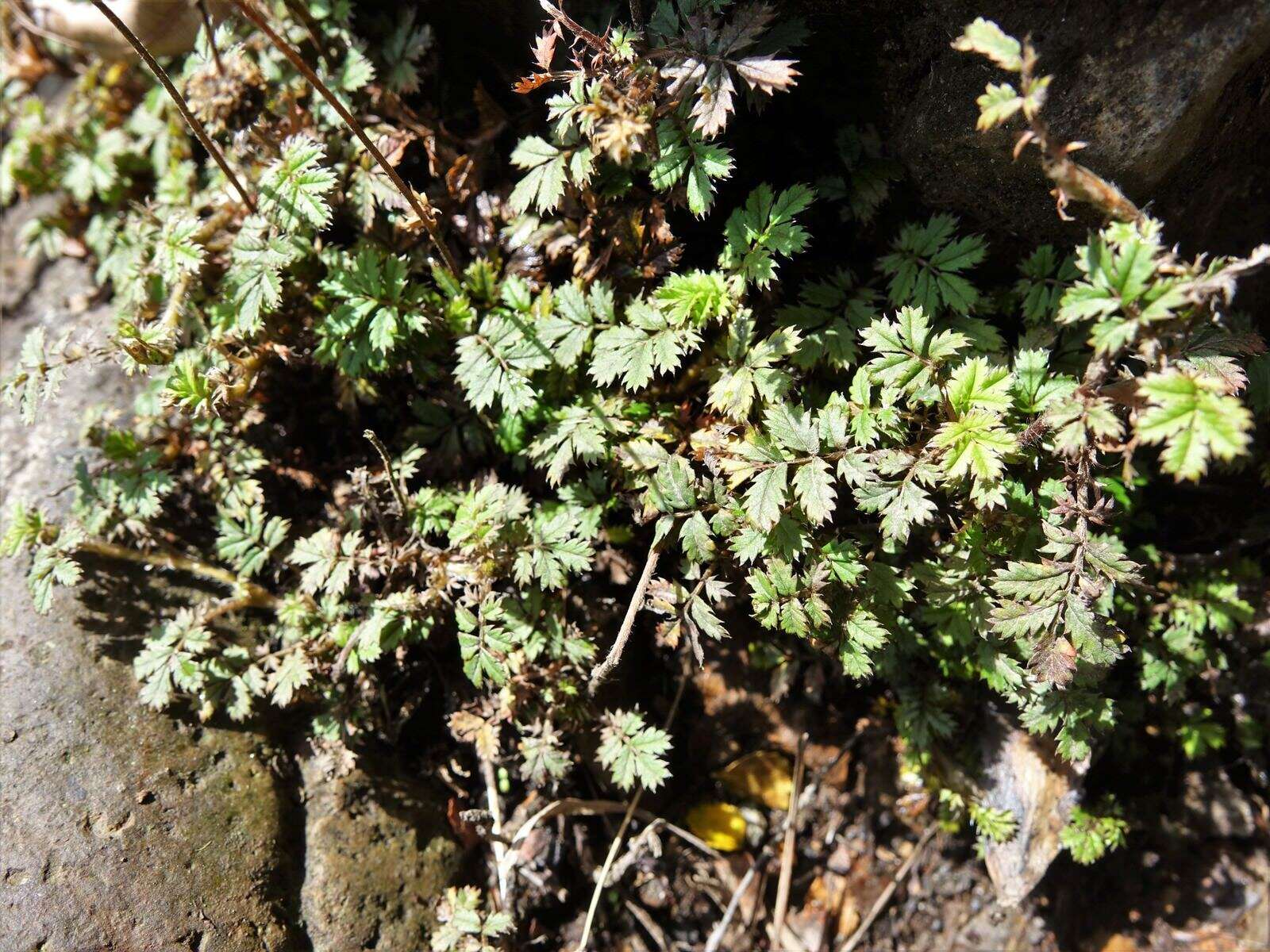 Imagem de Acaena anserinifolia (J. F. & G. Forst.) Druce