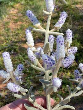 Image of Lachnostachys coolgardiensis S. Moore