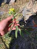 Image of Euphorbia wallichii Hook. fil.