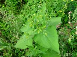 Image of Sigesbeckia serrata DC.