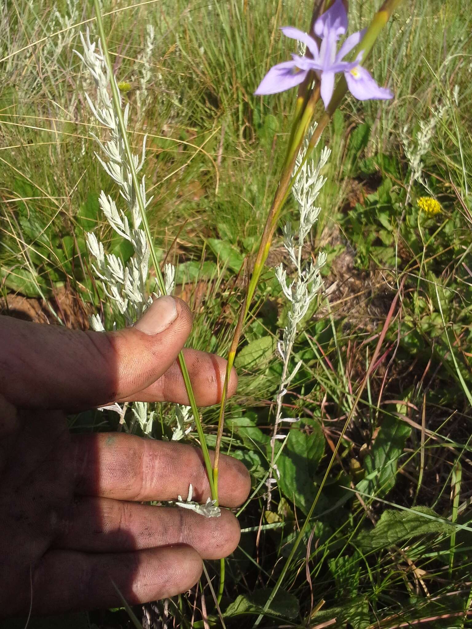 Image of Moraea natalensis Baker