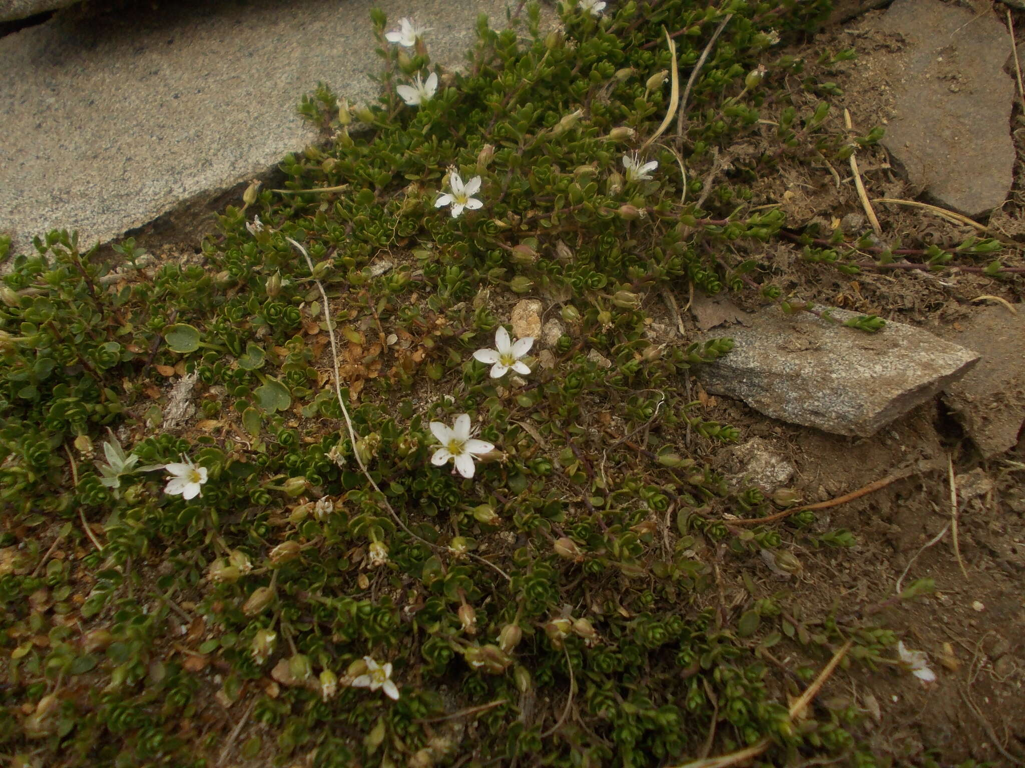 Image of Zweiblütiges Sandkraut