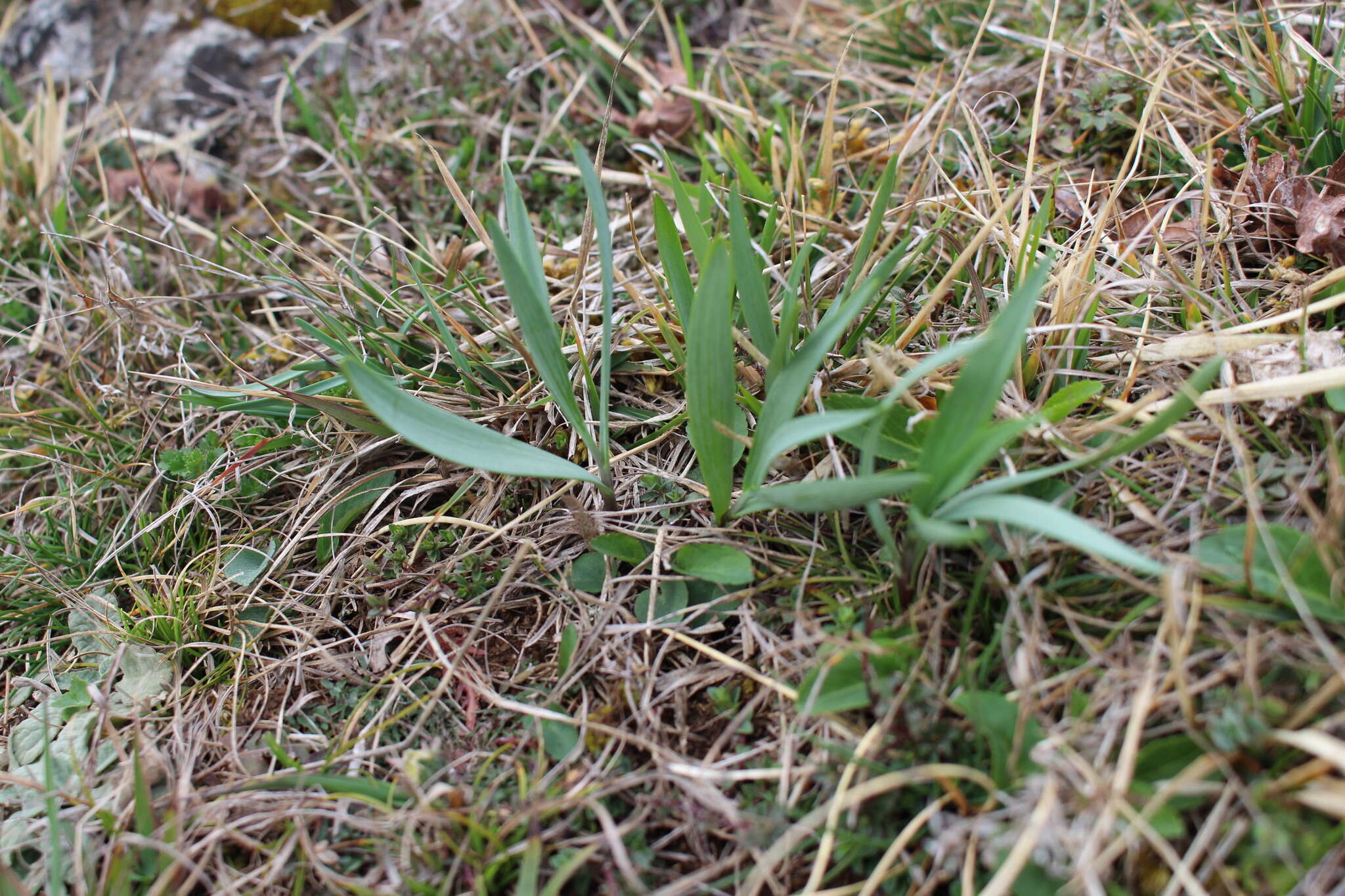 Image of Fritillaria pyrenaica L.