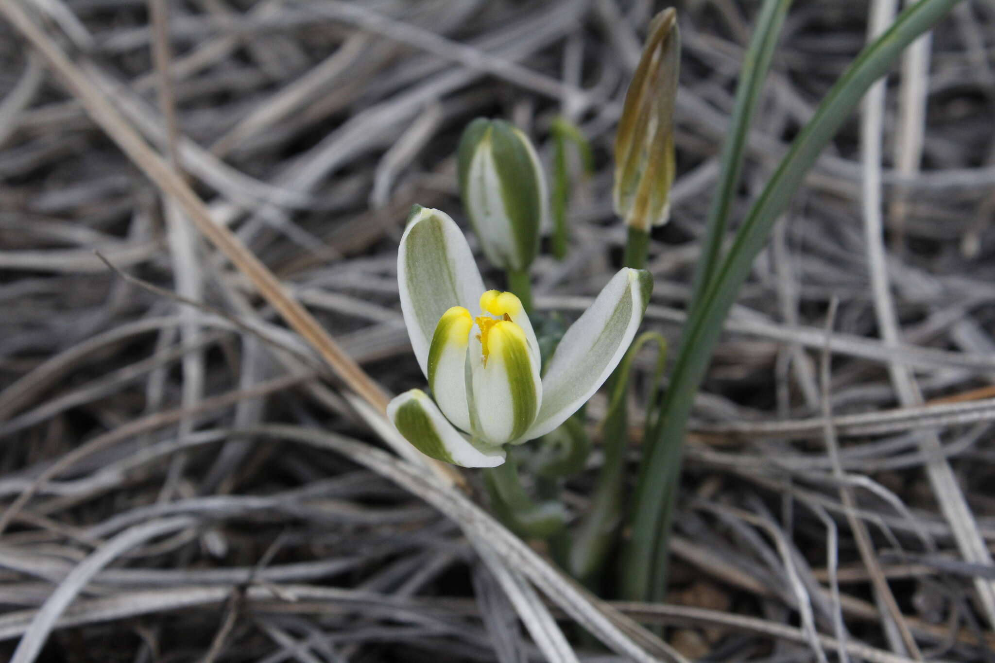 Image of Albuca humilis Baker