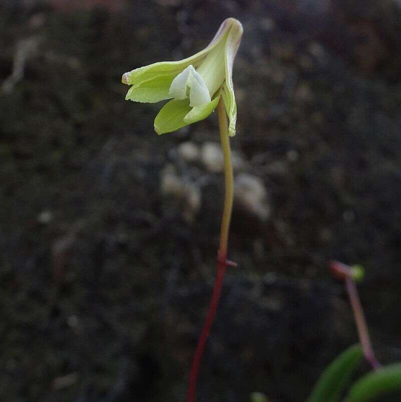 Image de Dendrobium striolatum Rchb. fil.