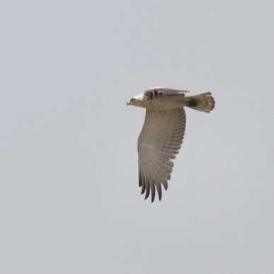 Image de Circaetus gallicus gallicus (Gmelin & JF 1788)