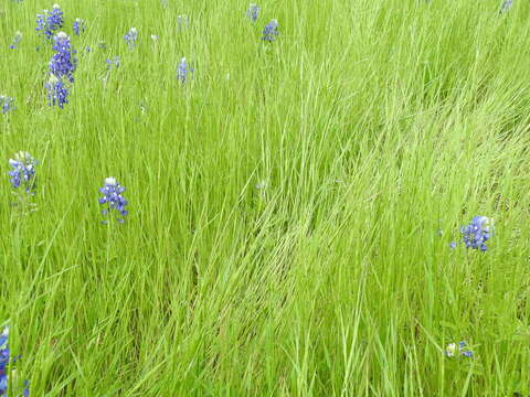 Plancia ëd Aegilops cylindrica Host