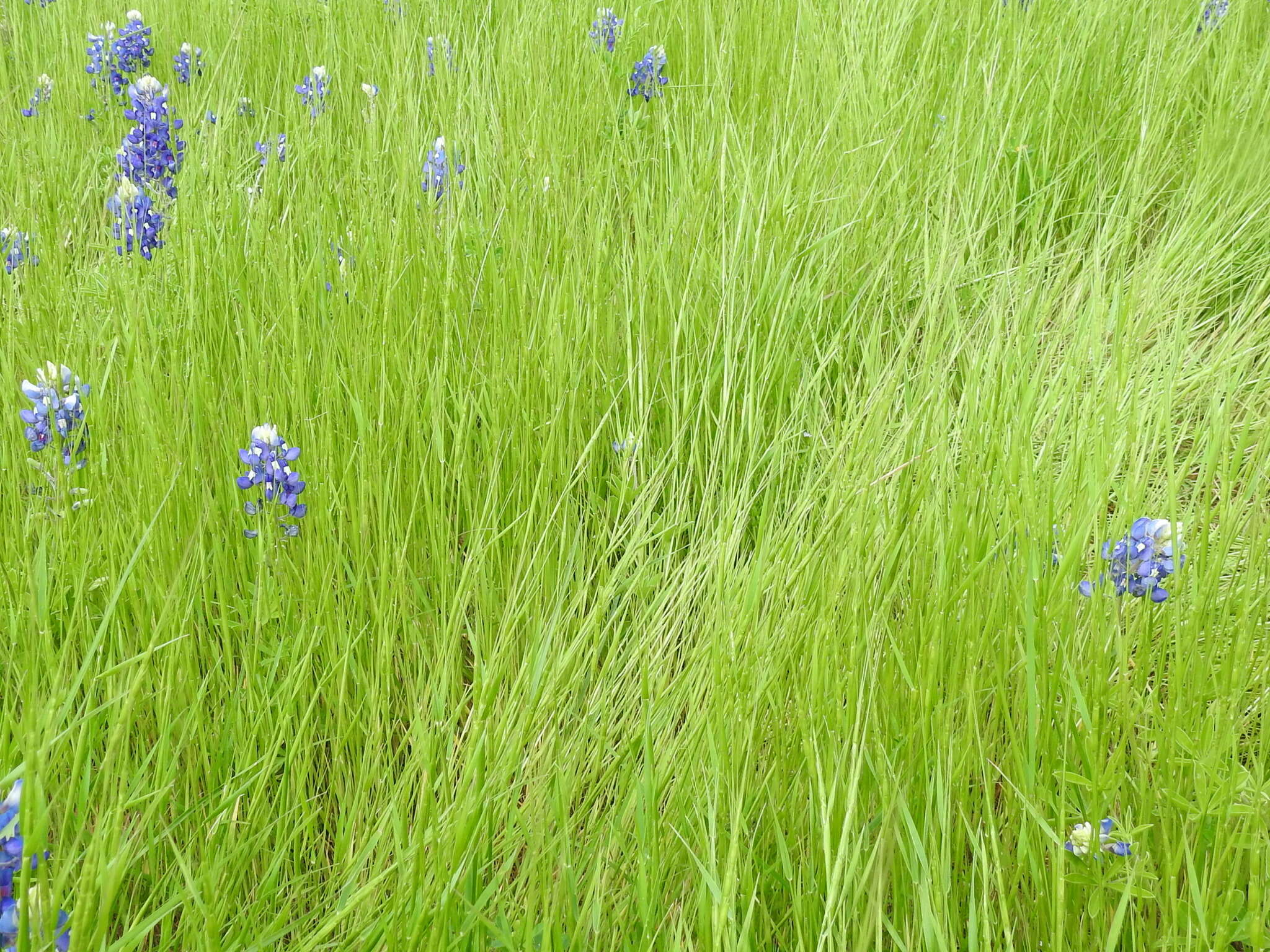 Image of jointed goatgrass