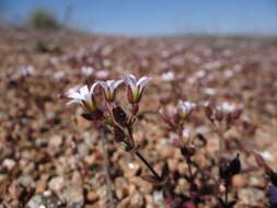 Image of Cerastium ramosissimum Boiss.