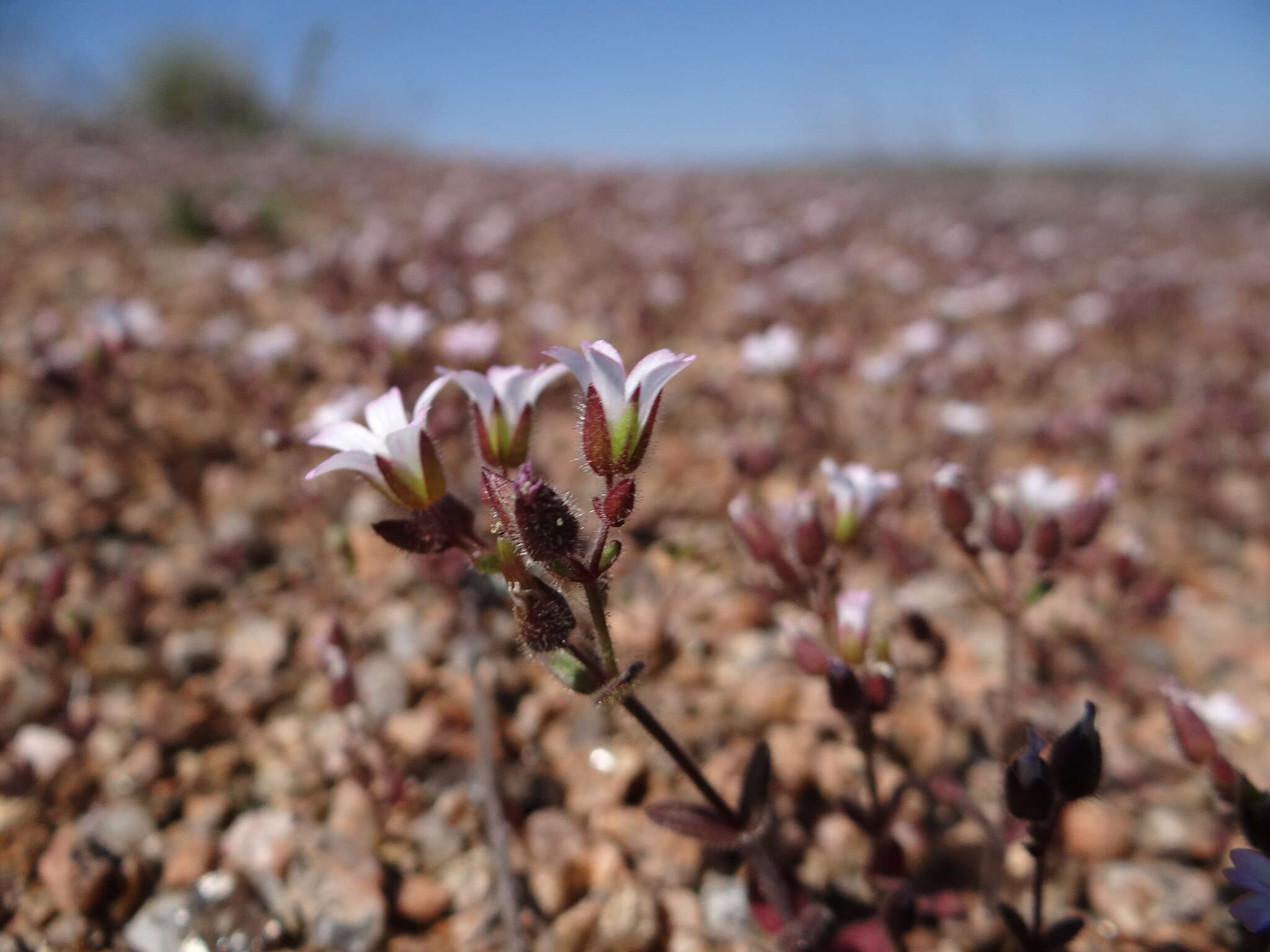 Image of Cerastium ramosissimum Boiss.