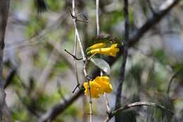 Image of Anemopaegma chrysanthum Dugand