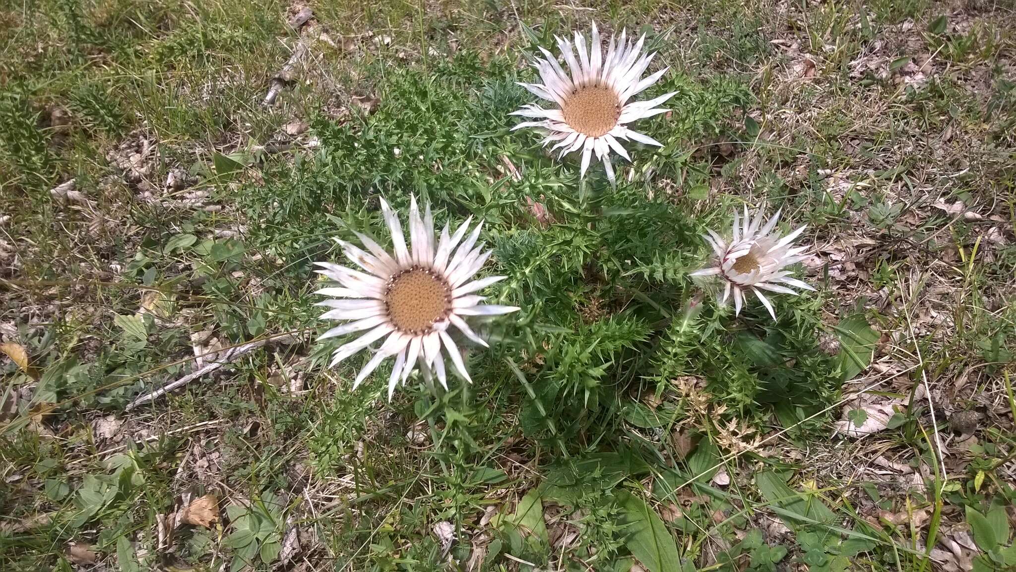 Image of Carlina acaulis L.