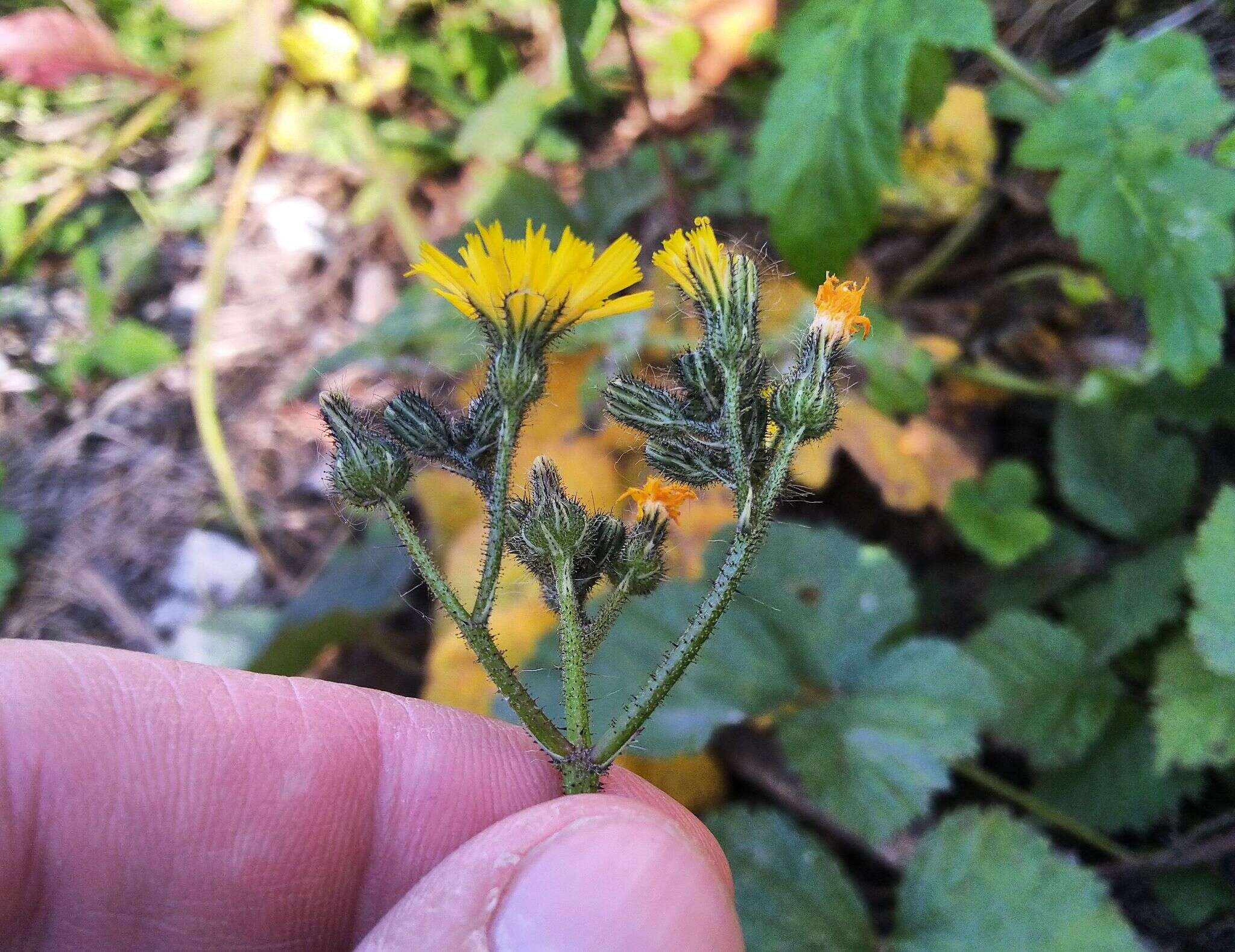 صورة Pilosella novosibirskensis N. N. Tupitsyna