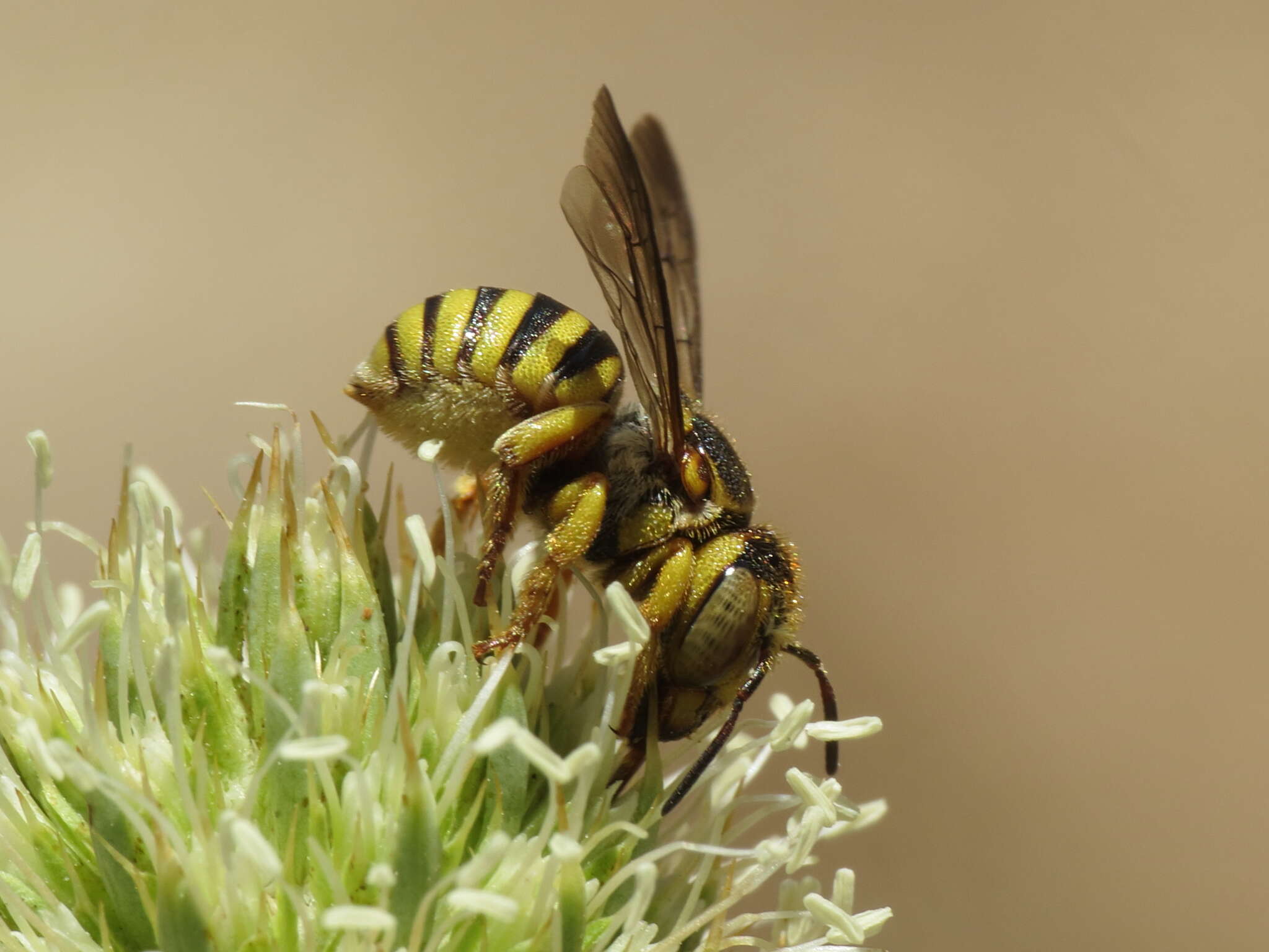 Image of Icteranthidium grohmanni (Spinola 1838)