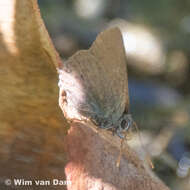 صورة Satyrium auretorum (Boisduval 1852)