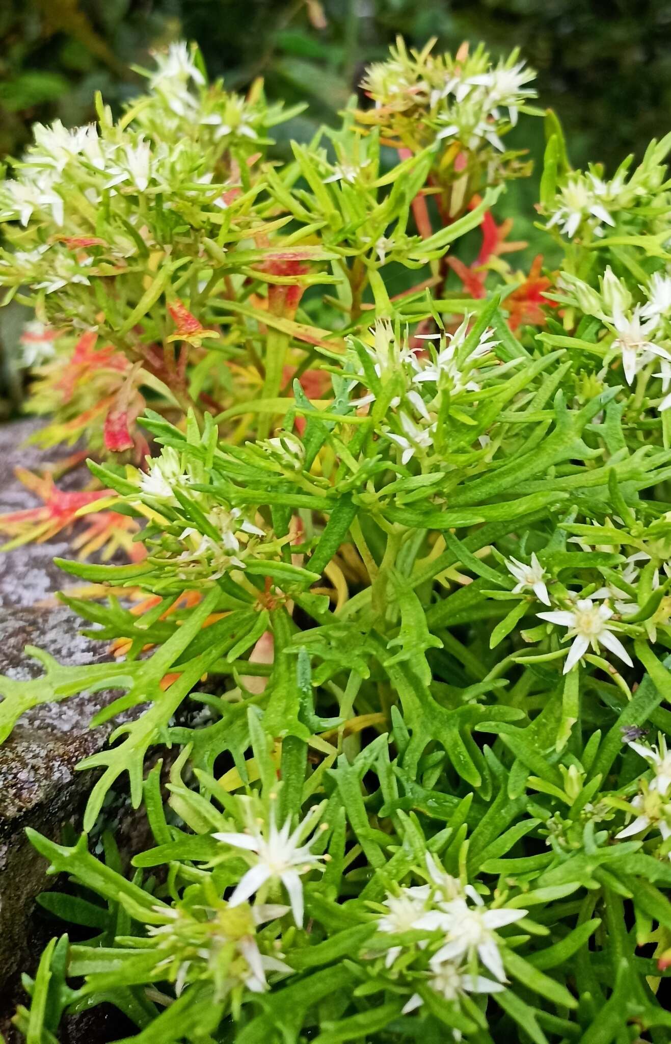 Image of Rhodiola chrysanthemifolia (Leveille) Fu