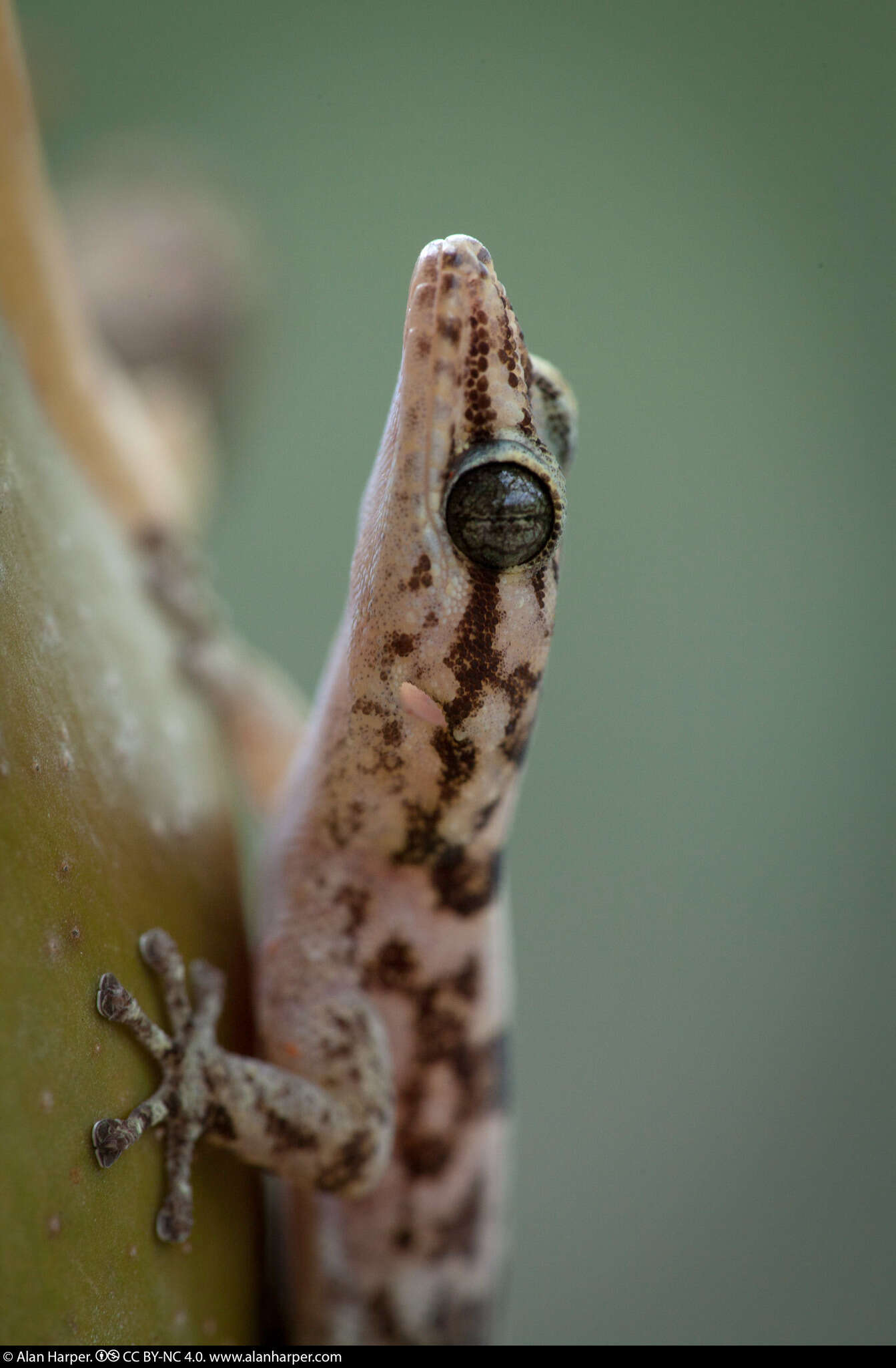 Image of San Lucan  Gecko