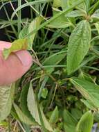 Image of Asian copperleaf