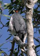 Image of White-bellied Goshawk