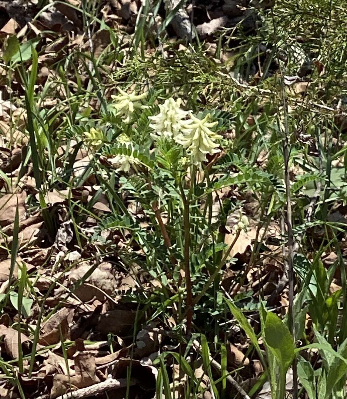 Sivun Astragalus crassicarpus var. trichocalyx (Nutt.) Barneby kuva