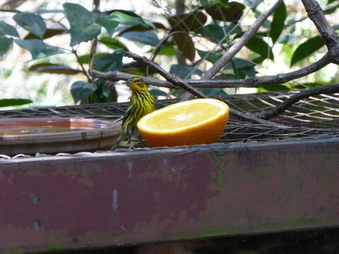 Image of Cape May Warbler