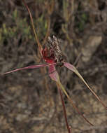 Caladenia formosa G. W. Carr的圖片