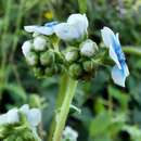 Image de Cynoglossum coelestinum Lindl.