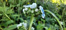 Image of Cynoglossum coelestinum Lindl.