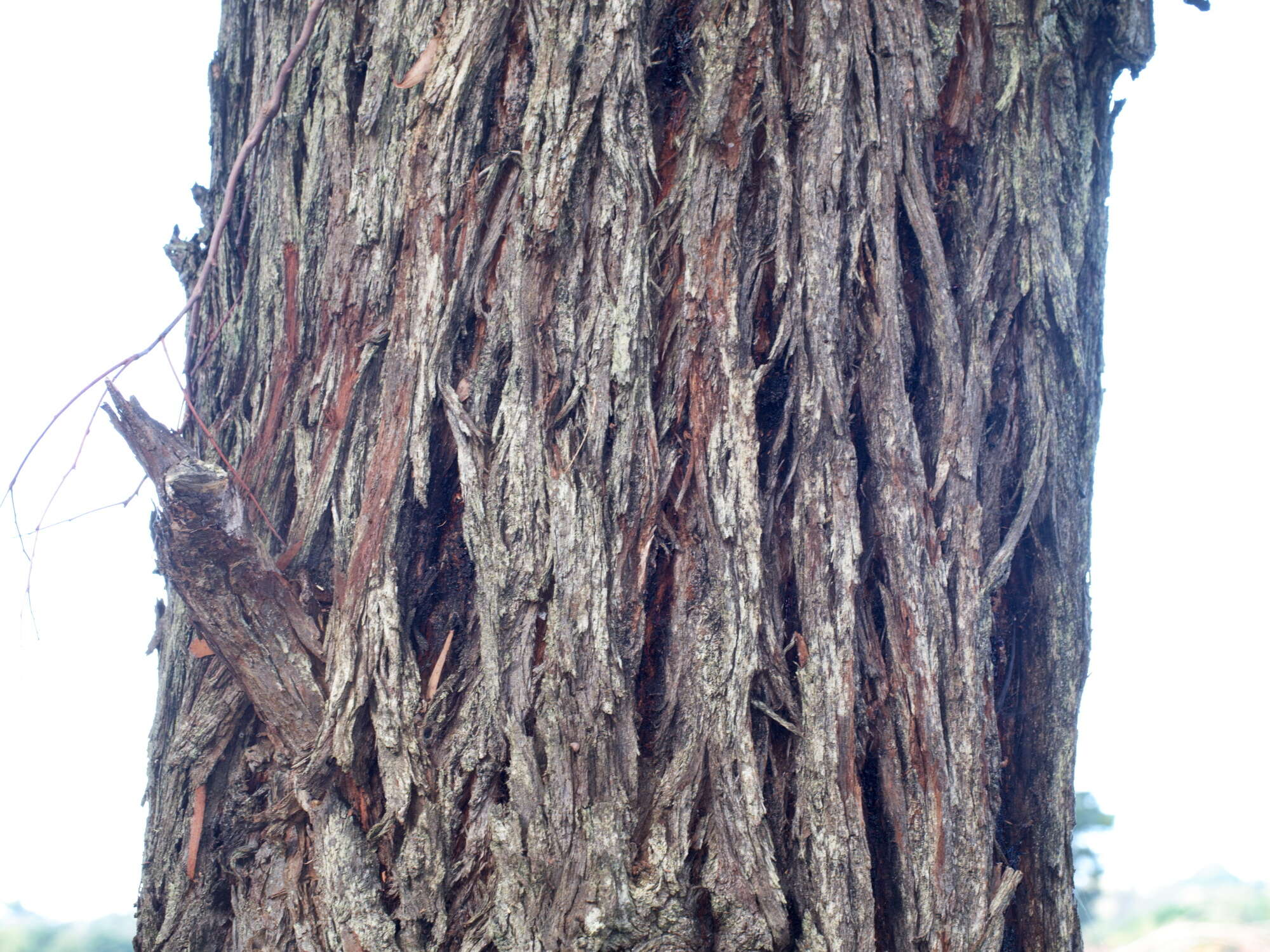 Image of Eucalyptus aromaphloia Pryor & J. H. Willis