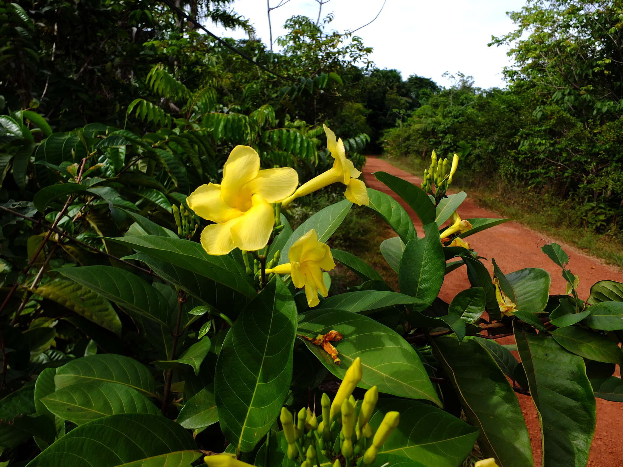 Imagem de Odontadenia puncticulosa (Richard) Pulle