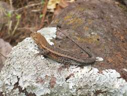 Image of Ochoterena's Lizard