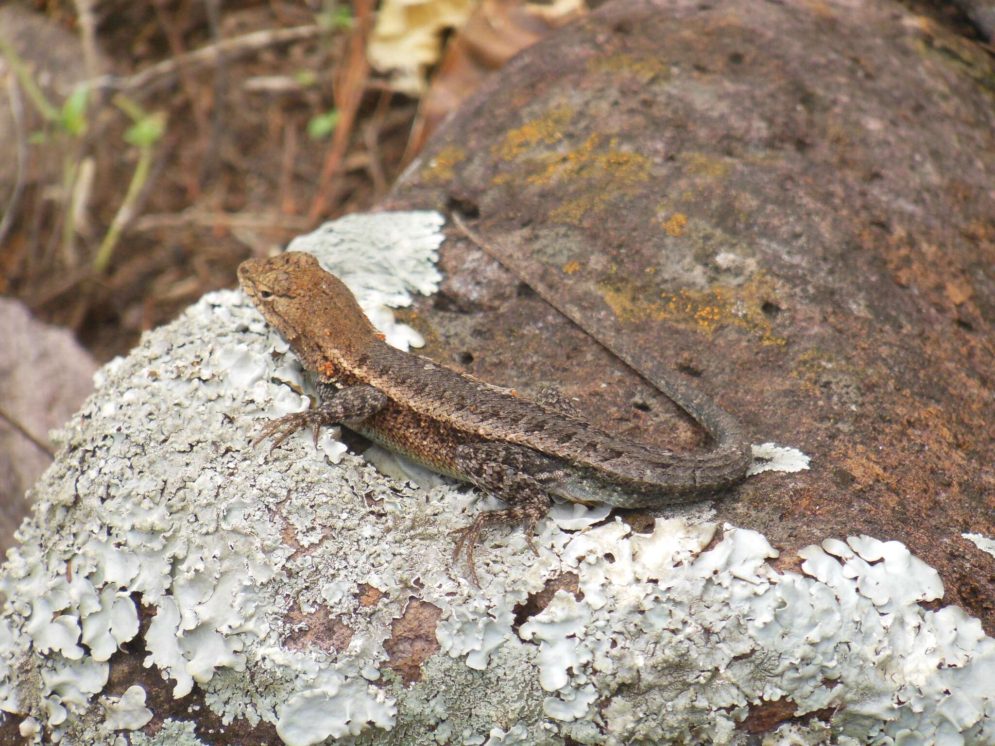 Imagem de Sceloporus ochoterenae Smith 1934