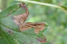 Image of Stigmella hybnerella (Hübner 1796) Fletcher et al. 1945