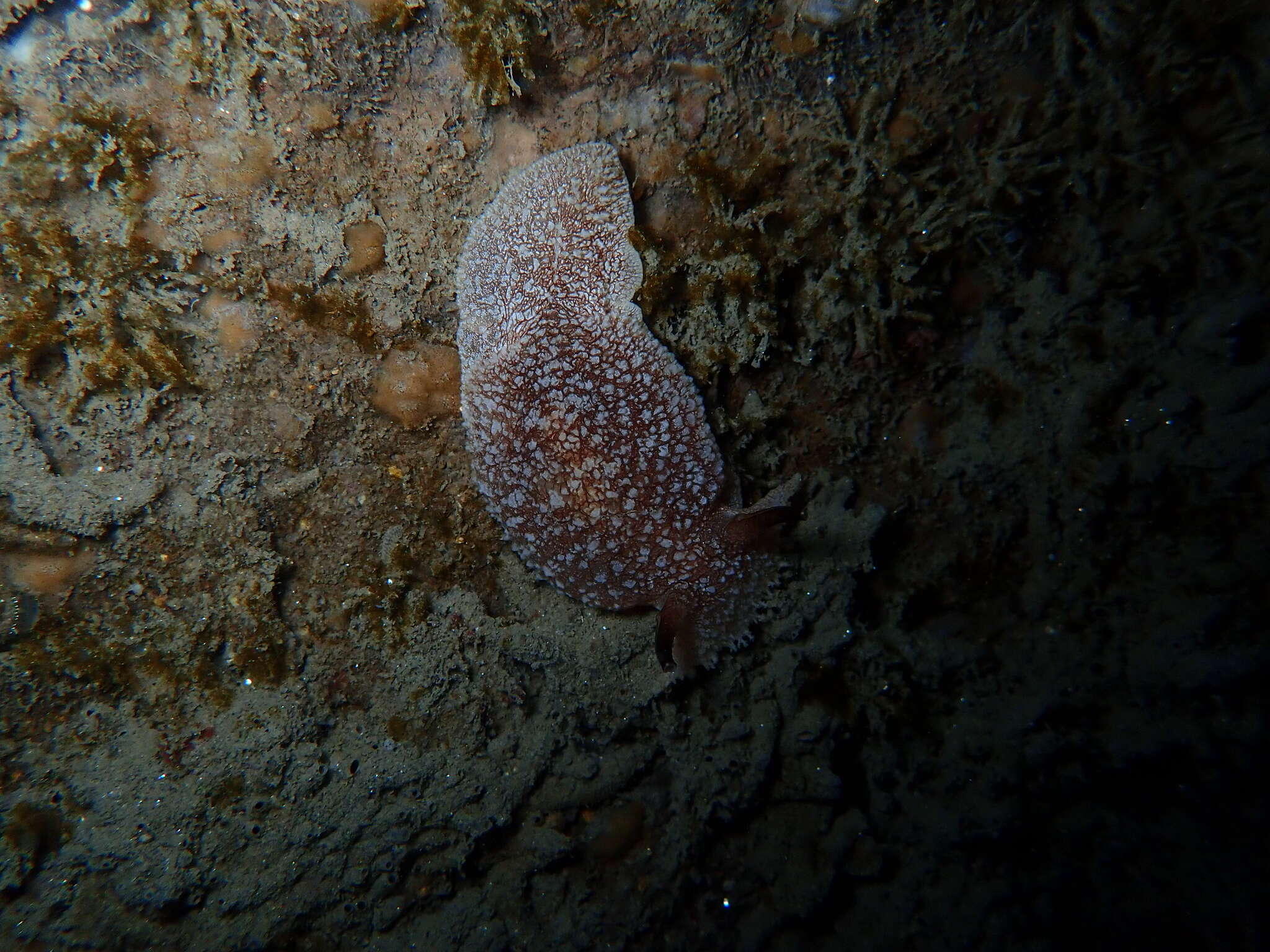 Pleurobranchaea californica MacFarland 1966 resmi