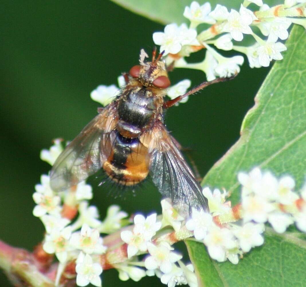 Image de Tachina fera (Linnaeus 1761)