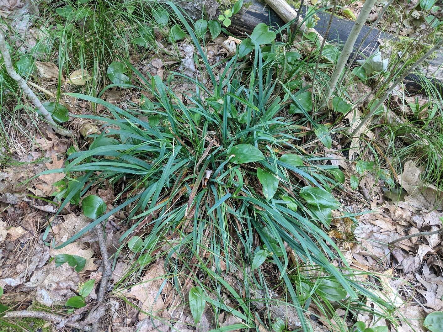 Image of spreading sedge