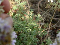 Imagem de Glandularia parodii Covas & Schnack