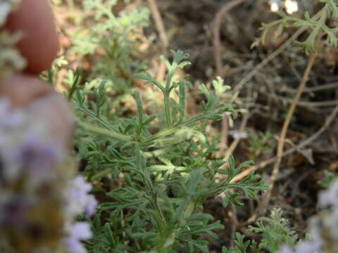 Image of Glandularia parodii Covas & Schnack