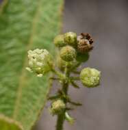 Image of Croton crassifolius Geiseler