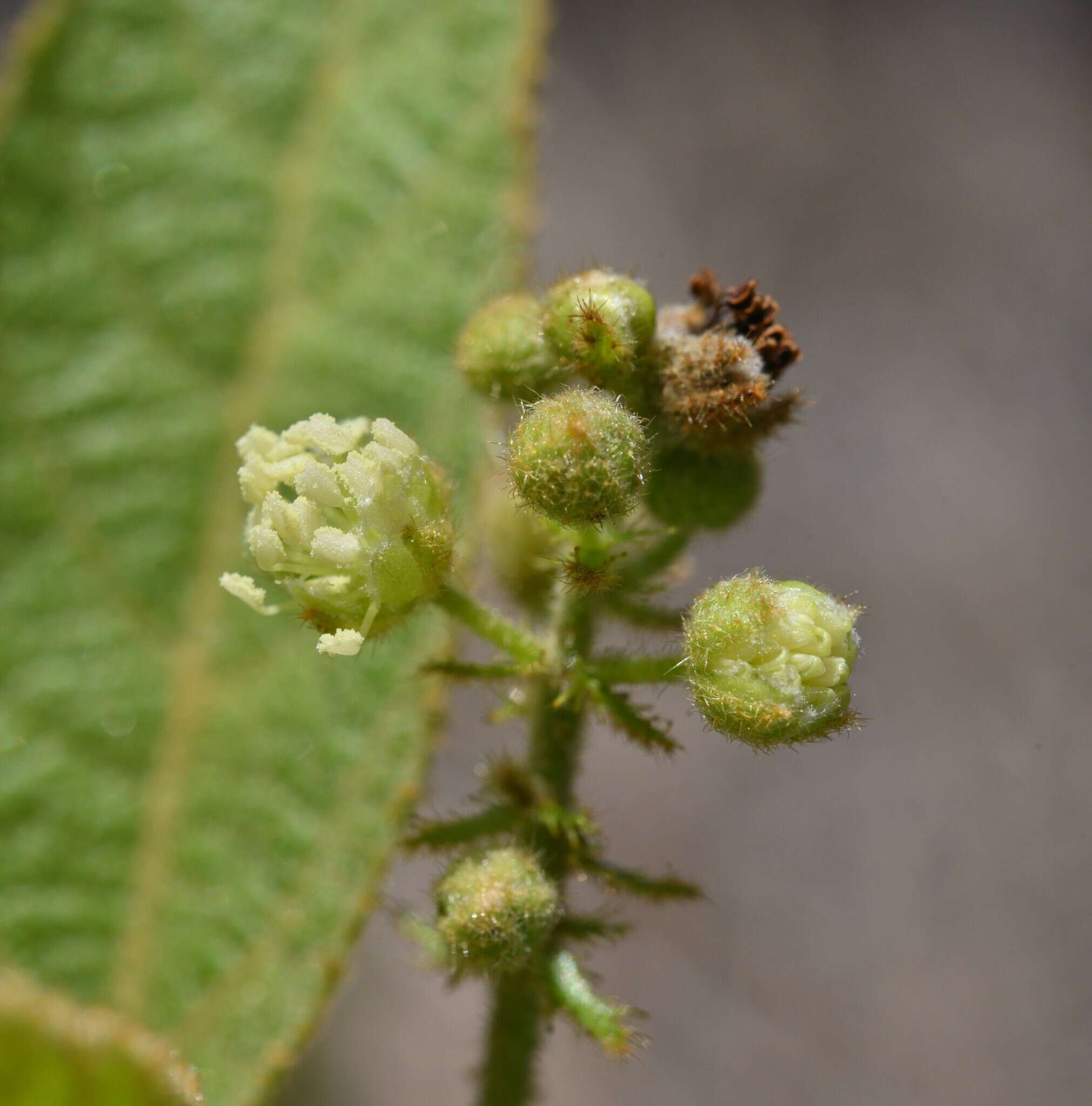 Image of Croton crassifolius Geiseler