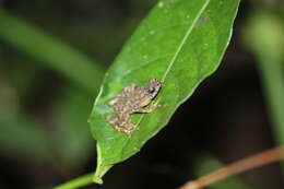 Image of Kadamaian Stream Toad