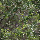 Image of Rufous-naped Tit