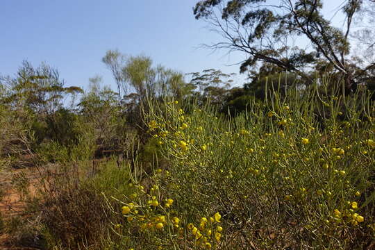 Plancia ëd Senna artemisioides subsp. filifolia