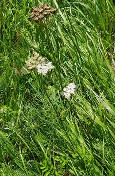 Imagem de Conioselinum longifolium Turcz.