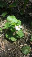 Imagem de Viola canadensis L.