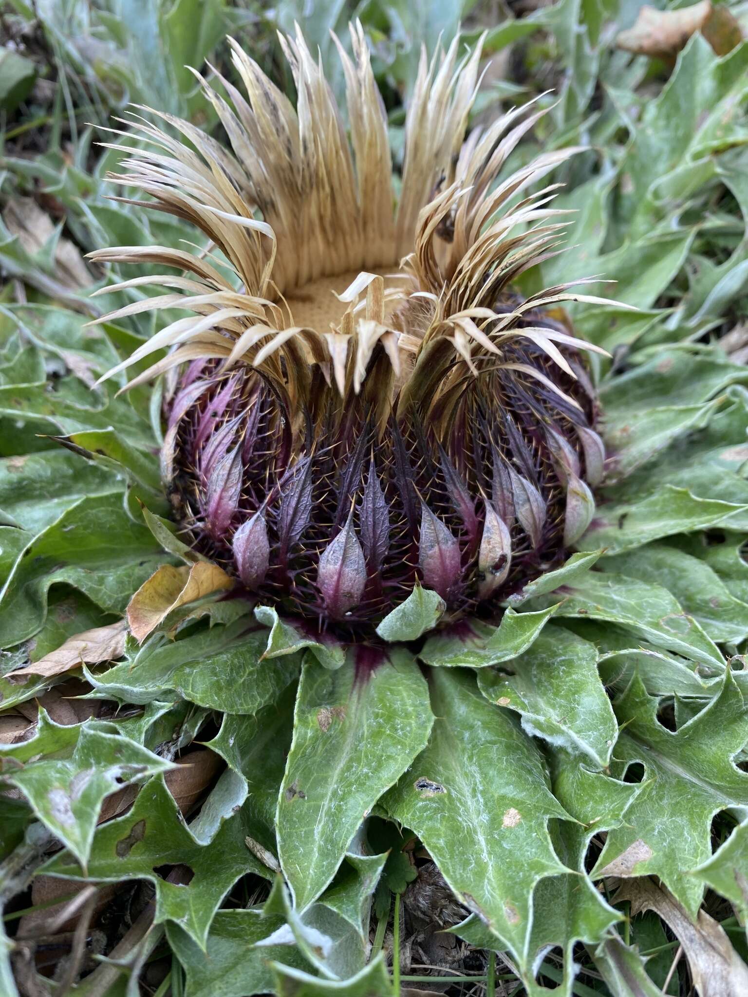 Image of Carlina acanthifolia subsp. utzka (Hacq.) H. Meusel & A. Kästner