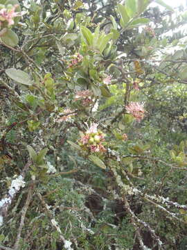 Image de Capparis sepiaria var. citrifolia (Lam.) Tölk.