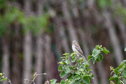 Image of Parrot-billed Seedeater