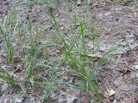 Image of Beaked Cut-Throat Grass